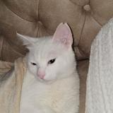 Foto del gato perdido en Draguignan