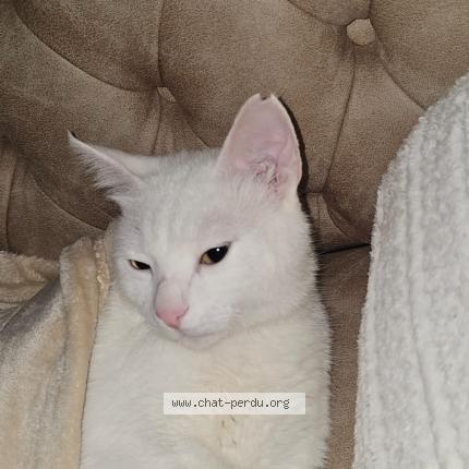 Foto 1/1 Merkur Chat perdido en Draguignan