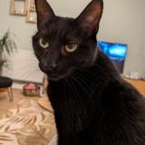 Foto del gato perdido en Villenave D Ornon