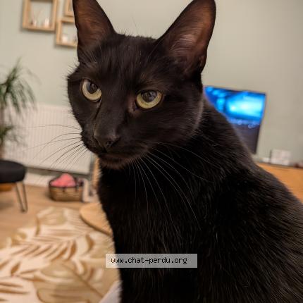 Foto 1/1 Casper Chat perdido en Villenave d ornon