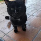 Foto de gato encontrado en Villenave D Ornon