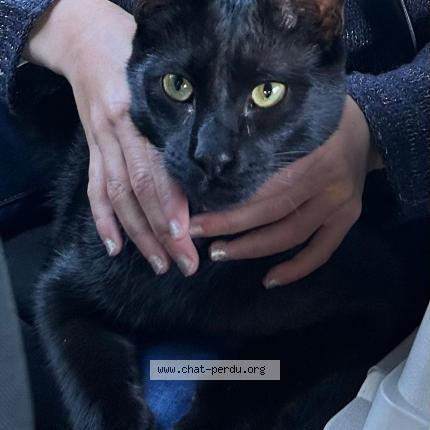 Foto 1/1 Minuit Chat perdido en Aix en provence