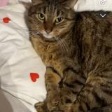 Foto del gato perdido en Erquinghem Lys