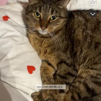 Foto 1/1 Pedro Chat perdido en Erquinghem lys