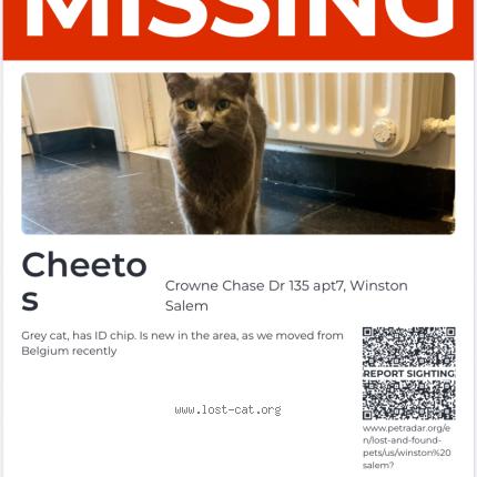 Foto 1/1 Cheetos Chat perdido en Winston salem