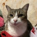 Foto del gato perdido en Houston