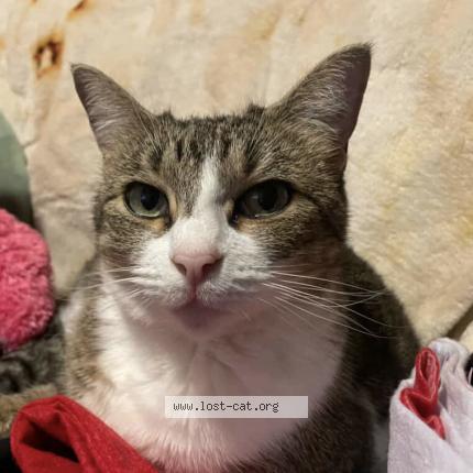 Foto 1/1 Kit Chat perdido en Houston