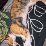 Foto del gato perdido en Gurugram