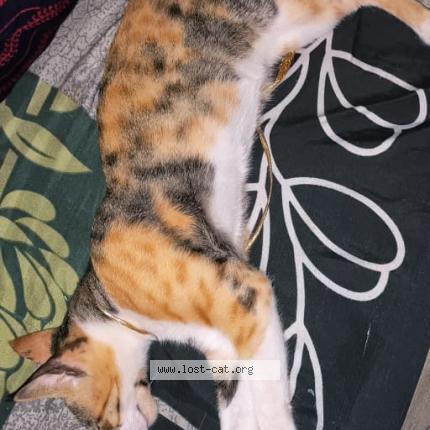 Foto 1/1 Luna Chat perdido en Gurugram
