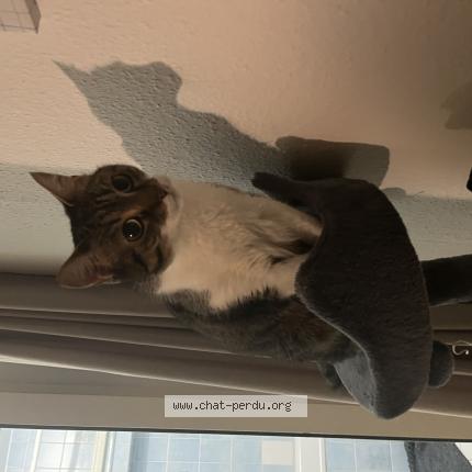 Foto 1/1 Minette Chat perdido en Vallorbe