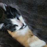 Foto del gato perdido en Decines Charpieu