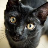 Foto del gato perdido en Sin Le Noble