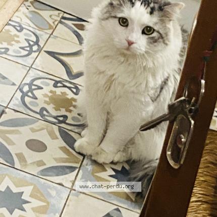 Foto 1/1 Mimi Chat perdido en Nimes