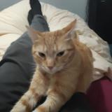 Foto del gato perdido en Bordeaux