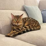 Foto del gato perdido en Baixas