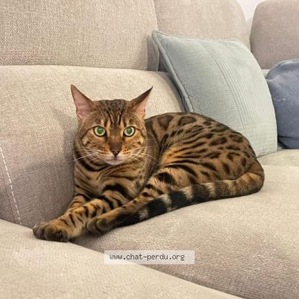 Foto 1/1 TIM Chat perdido en Baixas