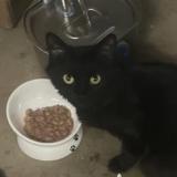 Foto del gato perdido en Anaheim