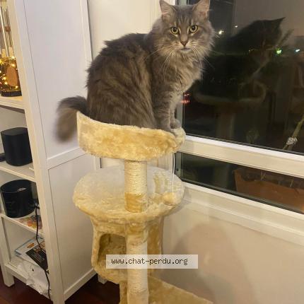 Foto 1/1 Odette Chat perdido en Reims