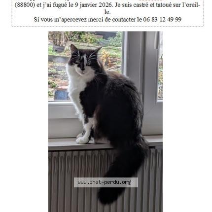 Foto 1/1 Picsou Chat perdido en Hareville sous montfort