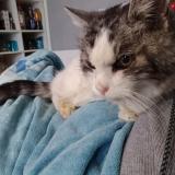 Foto de gato encontrado en Ymeray