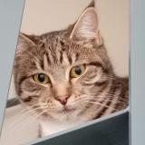 Foto de gato encontrado en Nantes