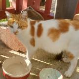 Foto del gato perdido en Urt