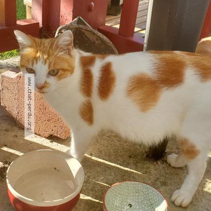 Foto 1/1 Mine Ming Chat perdido en Urt