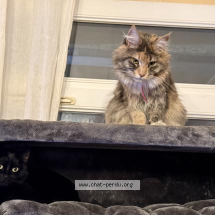 Foto 1/1 zoe Chat perdido en Marseille 05