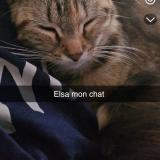 Foto del gato perdido en Paimpol