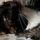 Foto del gato perdido en Nantes