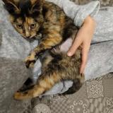 Foto del gato perdido en Lille Hellemmes