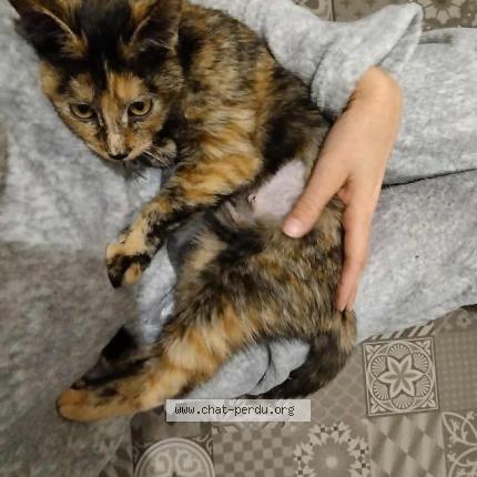 Foto 1/1 Colette Chat perdido en Lille hellemmes