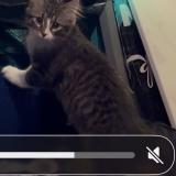 Foto del gato perdido en Cedar Rapids