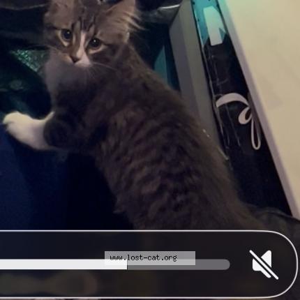 Foto 1/1 Sebastian Chat perdido en Cedar rapids