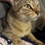 Foto del gato perdido en Donges