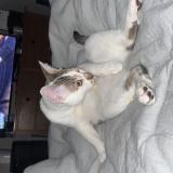 Foto del gato perdido en Loveland