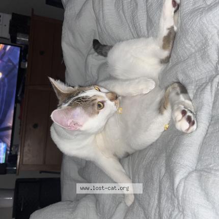 Foto 1/1 Gatito Chat perdido en Loveland