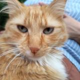 Foto del gato perdido en Le Mans