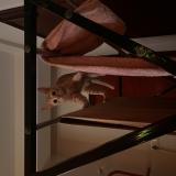 Foto del gato perdido en Bengaluru