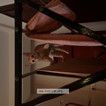 Foto 1/1 candy Chat perdido en Bengaluru