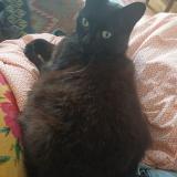 Foto del gato perdido en Angers