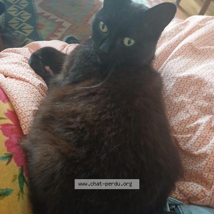 Foto 1/1 Kuro Chat perdido en Angers