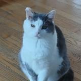 Foto del gato perdido en Contrecoeur