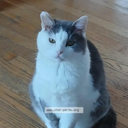 Foto 1/1 Merlin Chat perdido en Contrecoeur