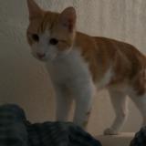 Foto del gato perdido en Marseille