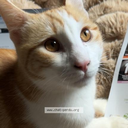 Foto 2/4 Kikouss Chat perdido en Marseille