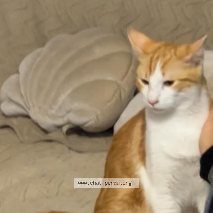 Foto 3/4 Kikouss Chat perdido en Marseille