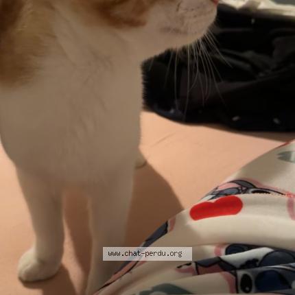 Foto 4/4 Kikouss Chat perdido en Marseille