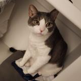 Foto del gato perdido en Wilmington