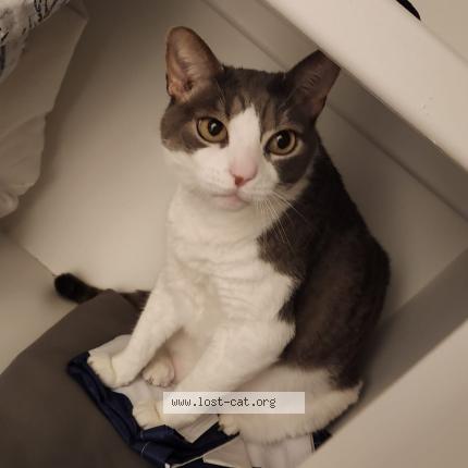 Foto 1/1 Cory Chat perdido en Wilmington